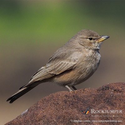 Desert Lark by Stephan Lorenz