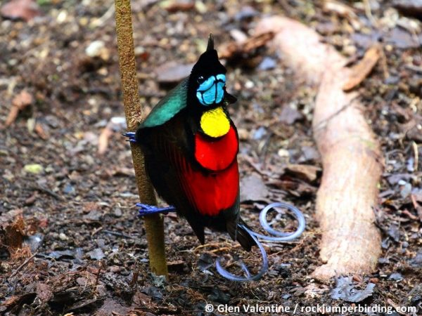 Displaying Wilson’s Bird-of-paradise – Glen Valentine