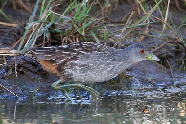 Oeganda vogelreizen