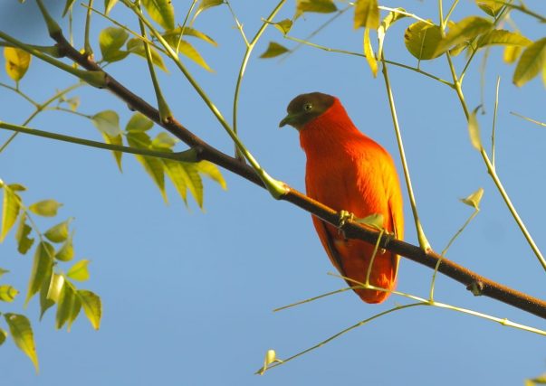 Orange Fruit Dove af David Hoddinott