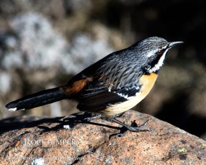 Sauteur-roque du Drakensberg