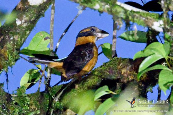 Papoea-Nieuw-Guinea vogelreizen