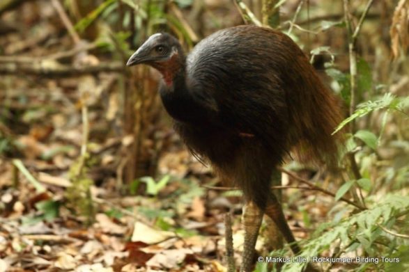 Dwarf Cassowary by Markus Lilje