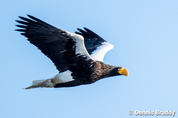 Aigle de mer de Steller