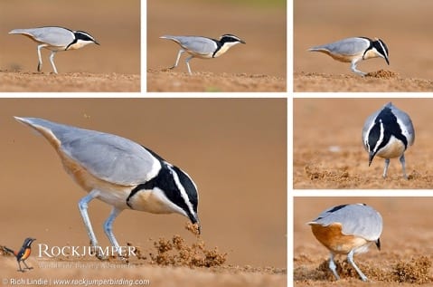 Egyptisk-Plover-komp-1