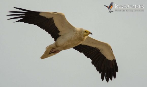 Egyptian Vulture by Forrest Rowland