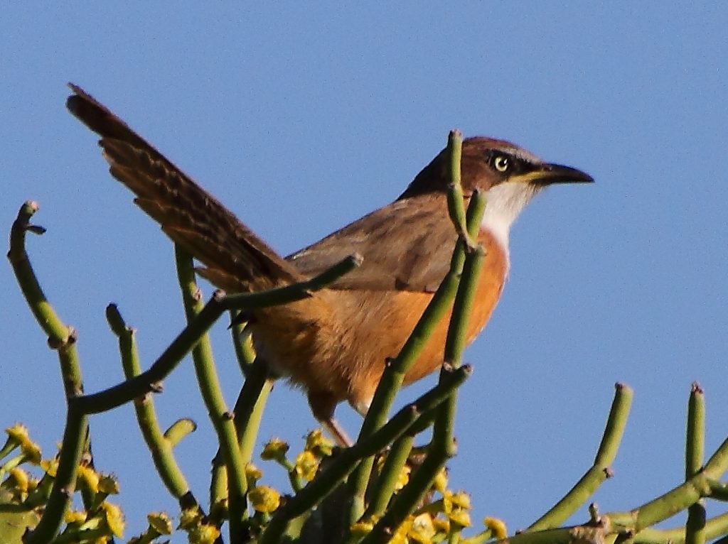 Endemic White-throated Babbler