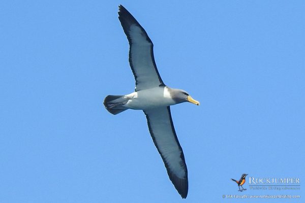 excursions ornithologiques en Nouvelle-Zélande