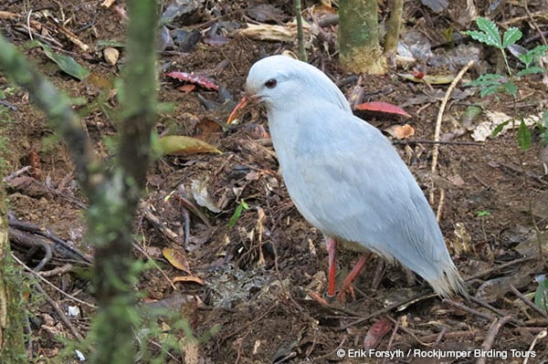 Kagu de Erik Forsyth