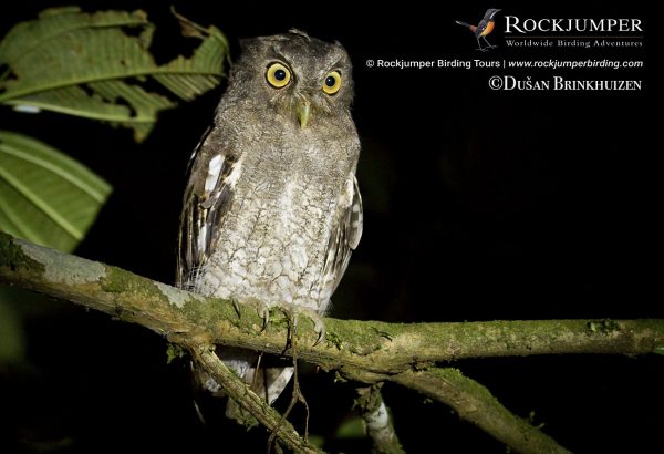 Foothill Screech-Owl