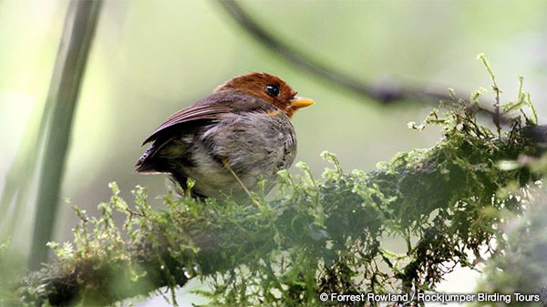 Antpitta met capuchon van Paul Ippolito