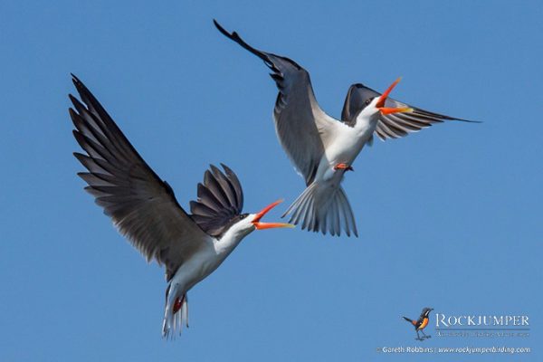 zimbabwebirdingtours