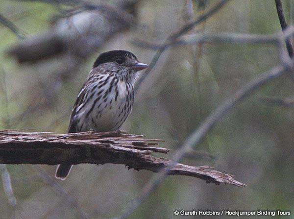 Afrikaanse Broadbill door Gareth Robbins