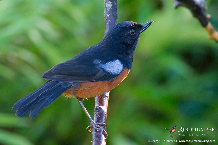 Bird of the Year 2018