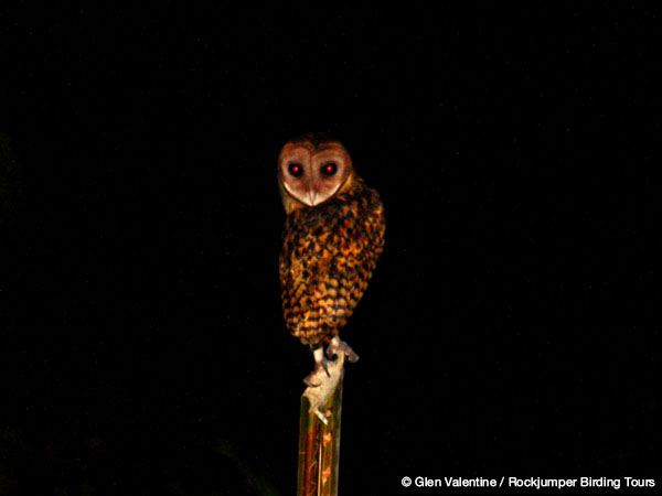 Búho enmascarado dorado de Glen Valentine