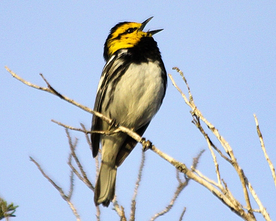 Paruline à joues dorées par David Shackelford