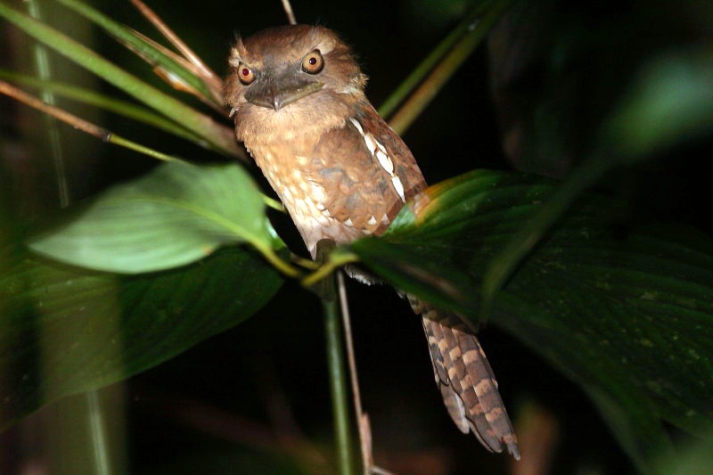 Gould's Frogmouth by Keith Valentine