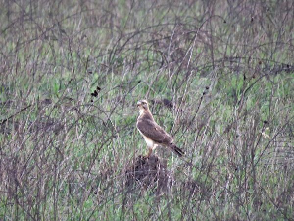 Sprinkhaanbuizerd van Tina Routledge