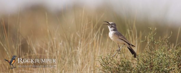 長くてひょろ長いヤツガシラヒバリは、鳴き声の中ですばらしい笛を鳴らします。