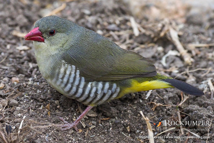 Green Avadavat af Stephan Lorenz