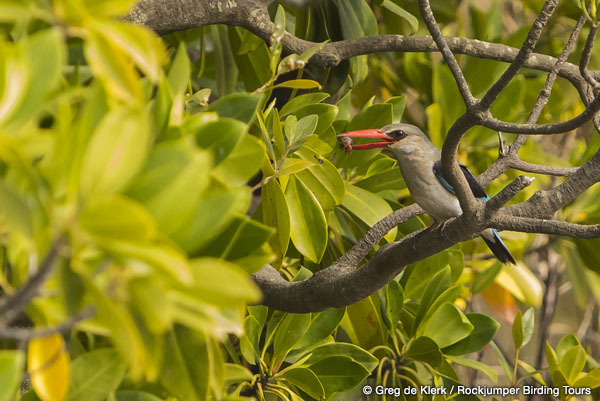 Martin-pêcheur des mangroves par Greg de Klerk