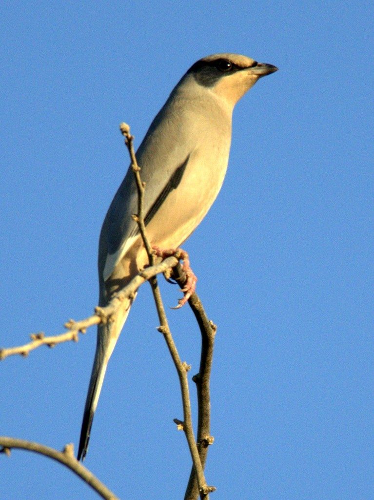 Grey Hypocolius by Forrest Rowland