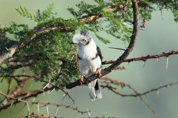 Grey Crested Helmetshrike af Adam Riley