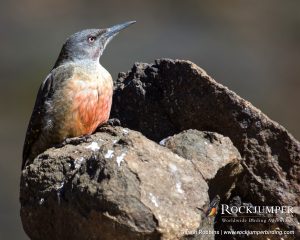 Ground Woodpecker