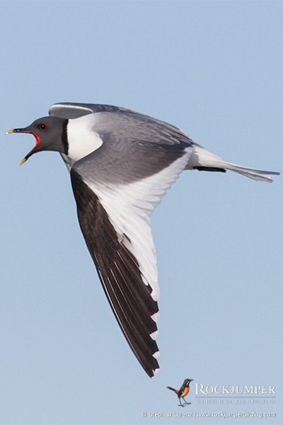 Mouette de Sabine