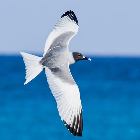 Gaviota de cola bifurcada