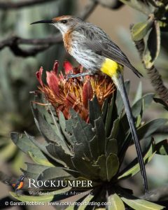 Gurney&#39;s Sugarbird