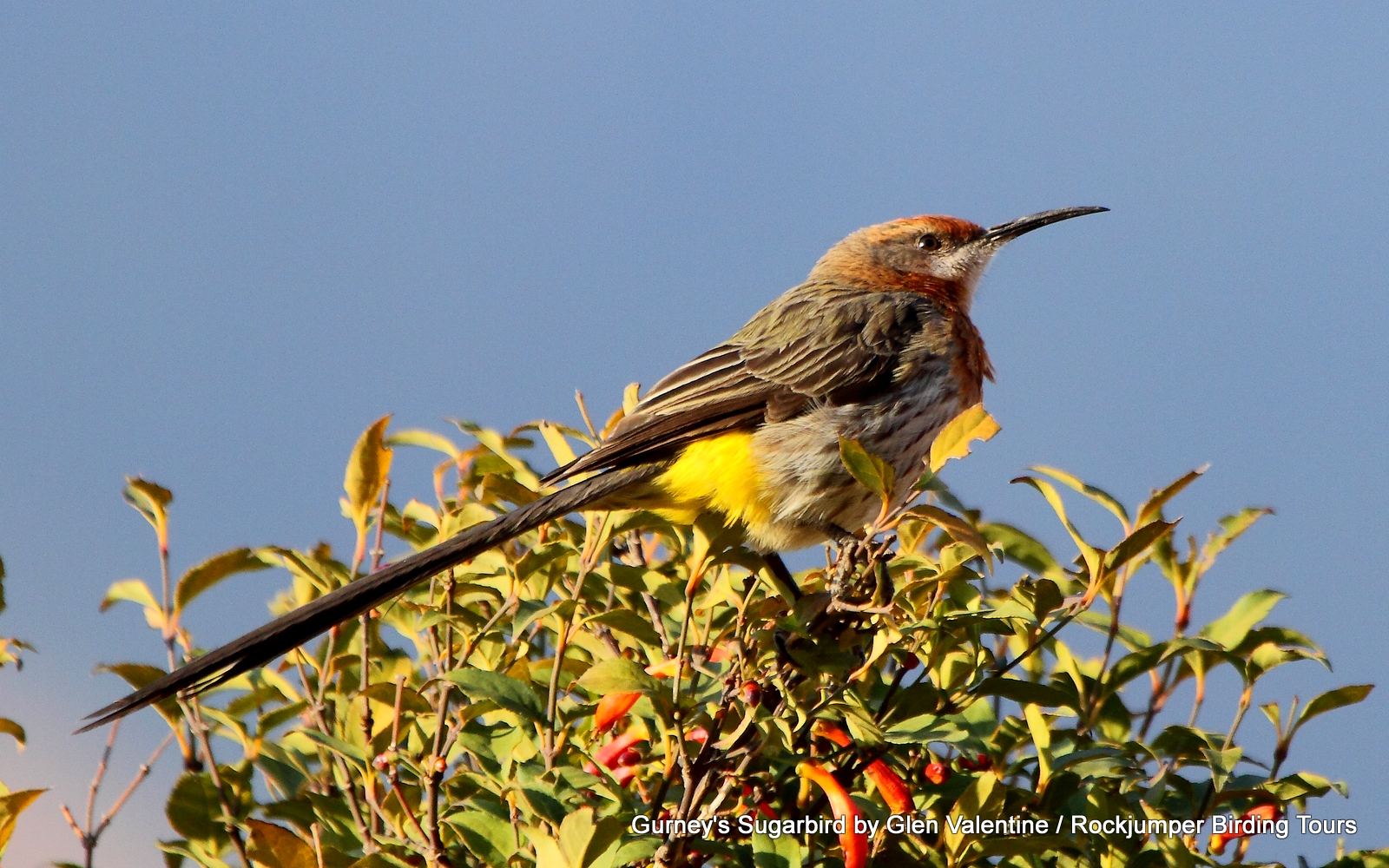 Gurney&#39;s Sugarbird er en anden meget speciel og endemisk art