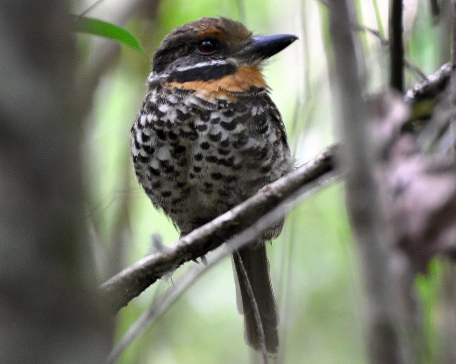 Turens höjdpunkter – Guyana