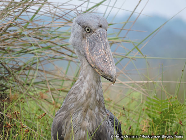 Shoebill by Heinz Ortmann