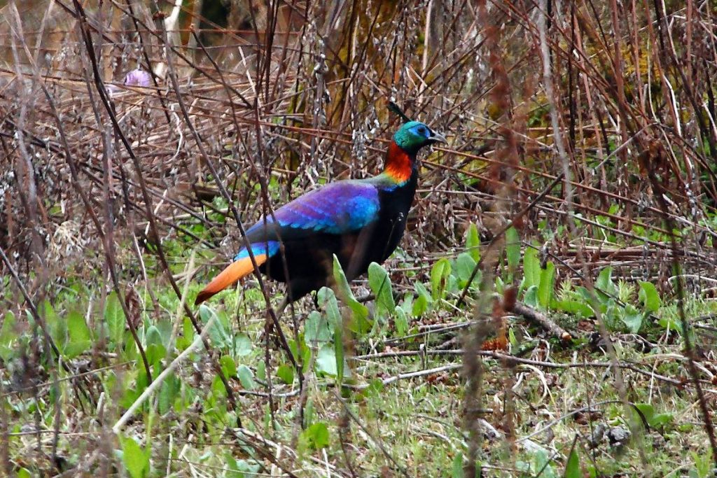 Monal del Himalaya de Glen Valentine