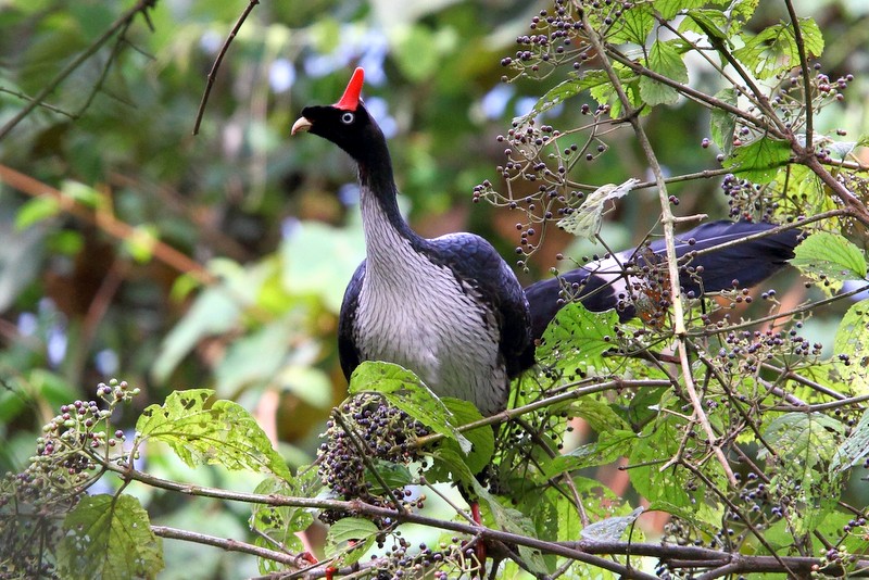 2012 Birds of the Year