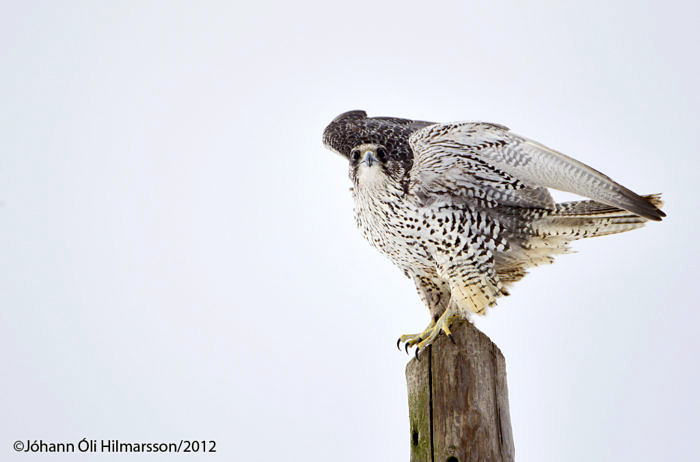 Hoe ik aan mijn bogey-vogel kwam