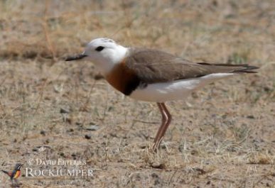 The ghostly Oriental Plover has a fantastic breeding display.