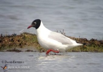 Relict Gull er en af ​​de sværere mågearter at se i verden, og den yngler i Mongoliet.