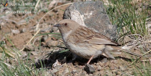 Kozlov&#39;s Accentor is een belangrijke doelvogel voor vogelaars in Mongolië.