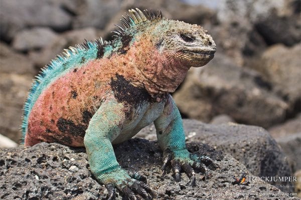 Marine Iguana