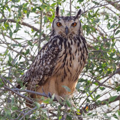 Indian Eagle-Owl av Stephan Lorenz