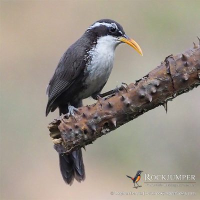 Babillard cimeterre indien par Stephan Lorenz