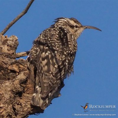 Indian Spotted Creeper by Stephan Lorenz