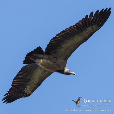 Indian Vulture by Stephan Lorenz