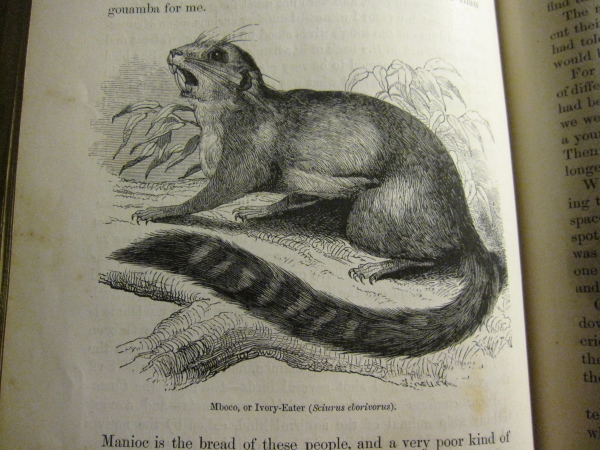 D&#39;autres découvertes plus fantaisistes au cours de son voyage comprenaient le mangeur d&#39;ivoire (Sciurus eborivorus)