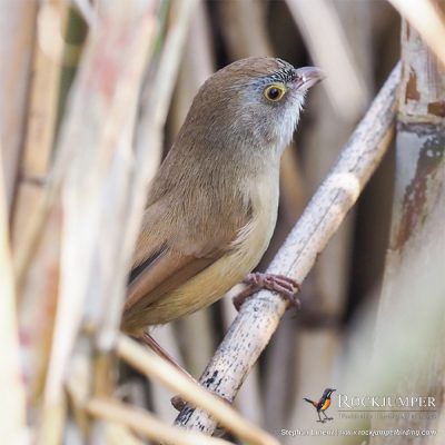 Jerdon&#39;s Babbler af Stephan Lorenz