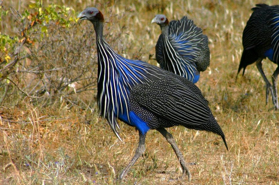 Hoogtepunten van de tour – Kenia en Tanzania