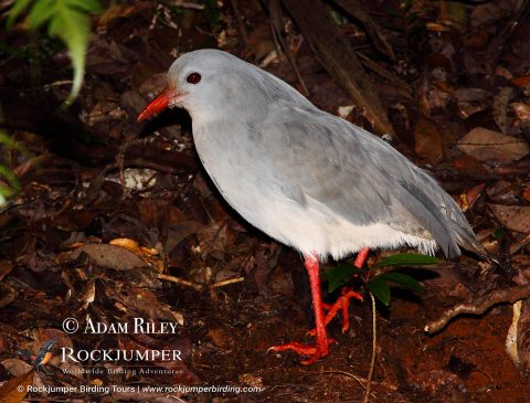 Kagu