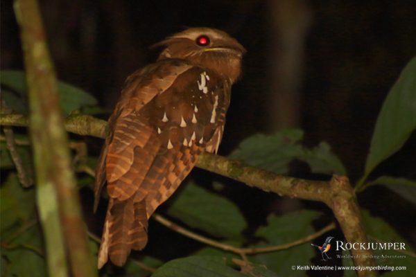 borneobirdingturer